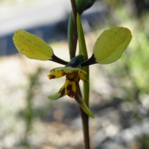 Diuris nigromontana at O'Connor, ACT - suppressed