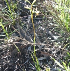 Diuris nigromontana at O'Connor, ACT - suppressed