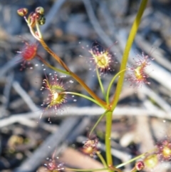 Drosera (genus) (A Sundew) at Acton, ACT - 27 May 2008 by Ryl