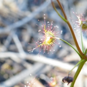 Drosera sp. at Acton, ACT - 27 May 2008 06:45 PM