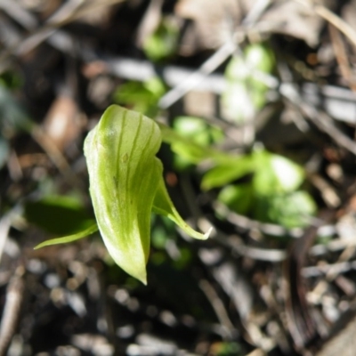 Pterostylis nutans (Nodding Greenhood) at Acton, ACT - 26 Sep 2016 by Ryl