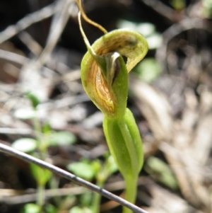 Pterostylis nutans at Point 5816 - suppressed