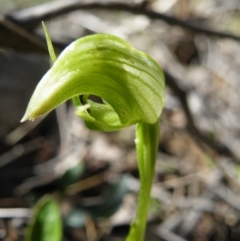 Pterostylis nutans at Point 5816 - suppressed