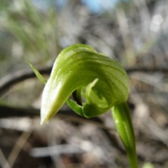 Pterostylis nutans at Point 5816 - suppressed