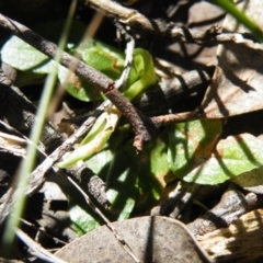 Pterostylis nutans at Undefined Area - suppressed