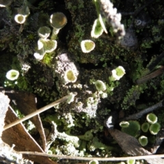 Cladonia sp. (genus) (Cup Lichen) at Black Mountain - 26 Sep 2016 by Ryl