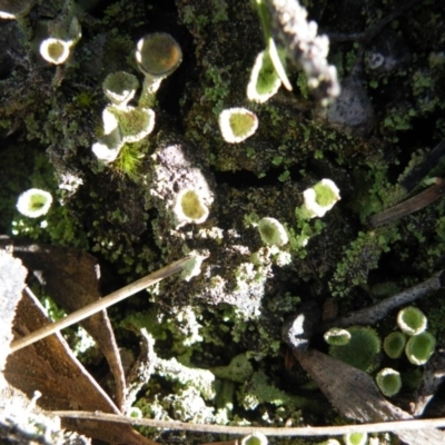 Cladonia sp. (genus) (Cup Lichen) at Black Mountain - 26 Sep 2016 by Ryl