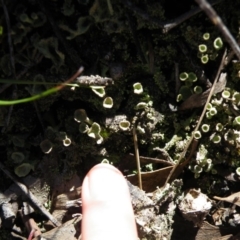 Cladonia sp. (genus) at Acton, ACT - 27 Sep 2016