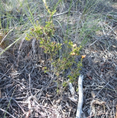 Dillwynia phylicoides (A Parrot-pea) at Point 57 - 27 Sep 2016 by Ryl
