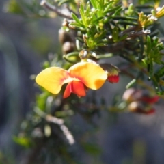 Dillwynia phylicoides at Point 57 - 27 Sep 2016