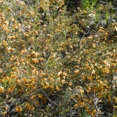 Dillwynia phylicoides (A Parrot-pea) at Point 5816 - 27 Sep 2016 by Ryl