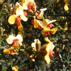 Dillwynia phylicoides at Point 5816 - 27 Sep 2016