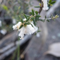 Leucopogon fletcheri subsp. brevisepalus (Twin Flower Beard-Heath) at Black Mountain - 26 Sep 2016 by Ryl