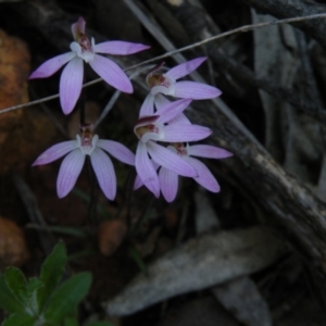 Caladenia fuscata at Point 60 - suppressed