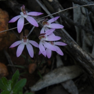 Caladenia fuscata (Dusky Fingers) at Point 60 - 23 Sep 2016 by Ryl