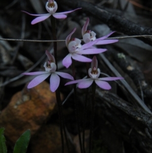 Caladenia fuscata at Point 60 - suppressed