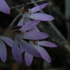 Caladenia fuscata at Point 60 - suppressed