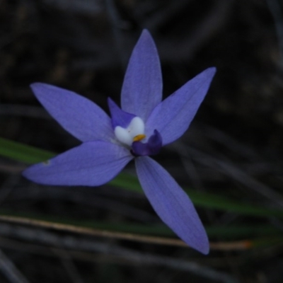 Glossodia major (Wax Lip Orchid) at Point 60 - 23 Sep 2016 by Ryl