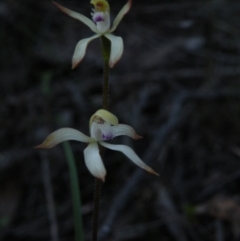 Caladenia ustulata (Brown Caps) at Point 5816 - 27 Sep 2016 by Ryl