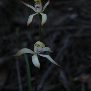 Caladenia ustulata at Point 5816 - suppressed