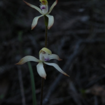 Caladenia ustulata (Brown Caps) at Black Mountain - 26 Sep 2016 by Ryl