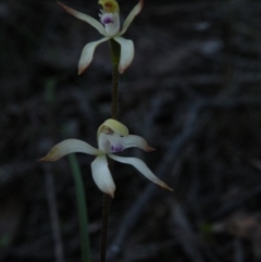 Caladenia ustulata (Brown caps) at Point 5816 - 26 Sep 2016 by Ryl
