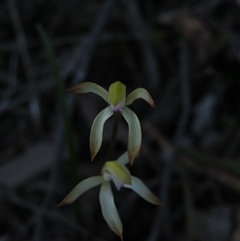 Caladenia ustulata at Undefined Area - suppressed