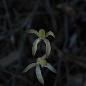 Caladenia ustulata at Point 5816 - suppressed