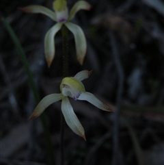 Caladenia ustulata at Point 5816 - suppressed