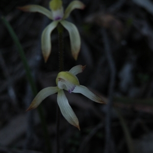 Caladenia ustulata at Undefined Area - suppressed