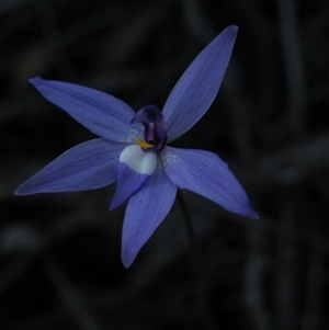 Glossodia major at Point 5816 - suppressed