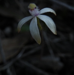 Caladenia ustulata at Point 5816 - suppressed