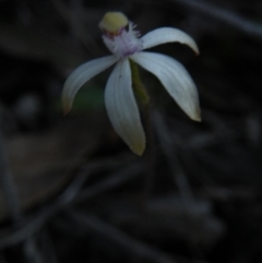 Caladenia ustulata (Brown caps) at Point 5816 - 26 Sep 2016 by Ryl