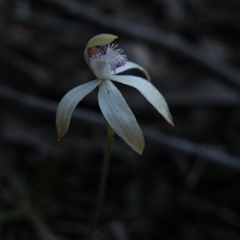 Caladenia ustulata at Point 5816 - suppressed