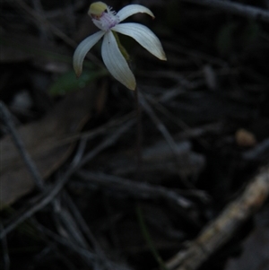 Caladenia ustulata at Point 5816 - suppressed