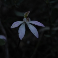 Caladenia fuscata (Dusky Fingers) at Acton, ACT - 26 Sep 2016 by Ryl