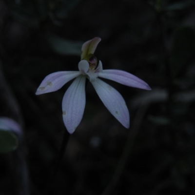 Caladenia fuscata (Dusky Fingers) at Black Mountain - 26 Sep 2016 by Ryl