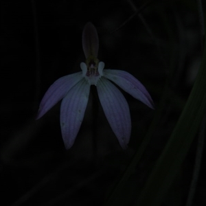 Caladenia fuscata at Undefined Area - suppressed