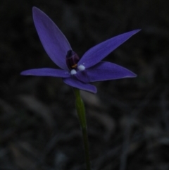 Glossodia major (Wax Lip Orchid) at Black Mountain - 26 Sep 2016 by Ryl