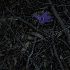 Glossodia major at Point 5816 - suppressed