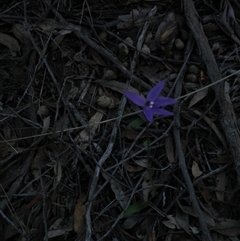 Glossodia major at Point 5816 - suppressed