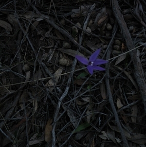 Glossodia major at Point 5816 - suppressed