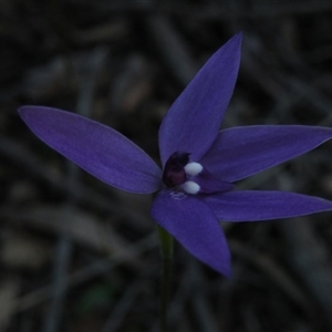 Glossodia major at Point 5816 - suppressed