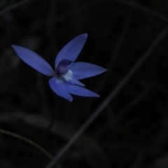 Glossodia major (Wax Lip Orchid) at Point 5816 - 26 Sep 2016 by Ryl