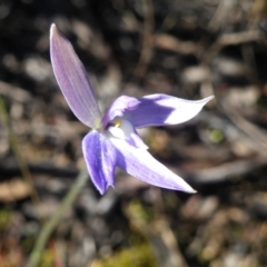 Glossodia major (Wax Lip Orchid) at Point 57 - 28 Sep 2016 by Ryl