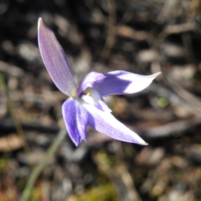 Glossodia major (Wax Lip Orchid) at Acton, ACT - 27 Sep 2016 by Ryl