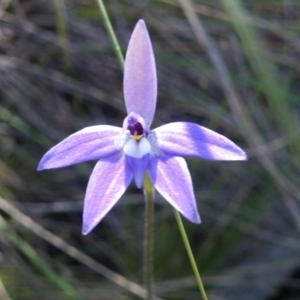 Glossodia major at Point 57 - suppressed