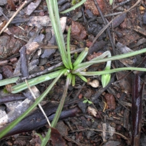 Microseris walteri at Majura, ACT - 30 Sep 2016