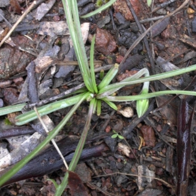 Microseris walteri (Yam Daisy, Murnong) at Majura, ACT - 30 Sep 2016 by SilkeSma