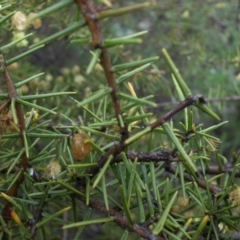 Acacia ulicifolia (Prickly Moses) at Mount Ainslie - 30 Sep 2016 by SilkeSma